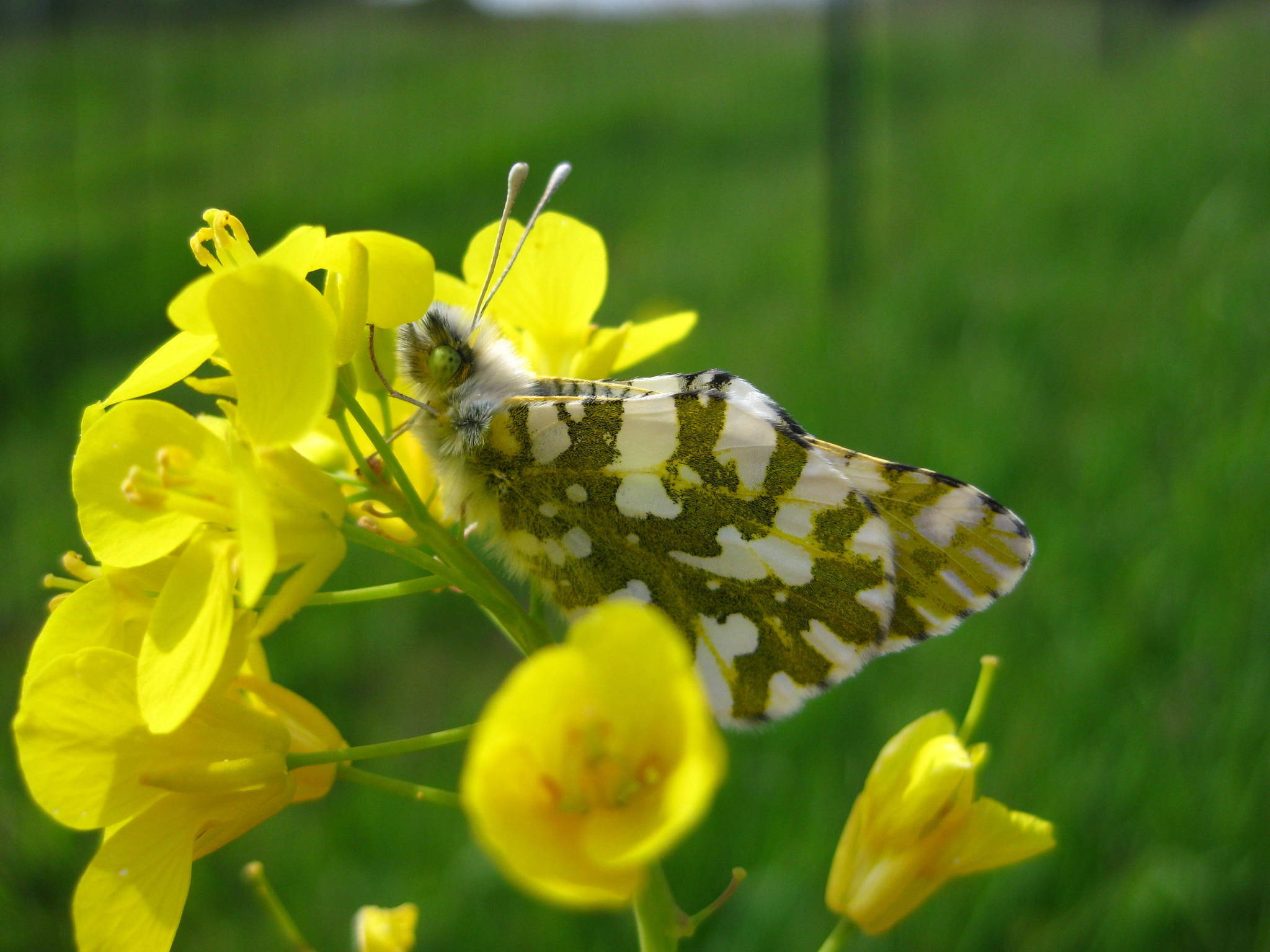 Contributed photo/Karen Reagan, USFWS                                A Marble Butterfly.