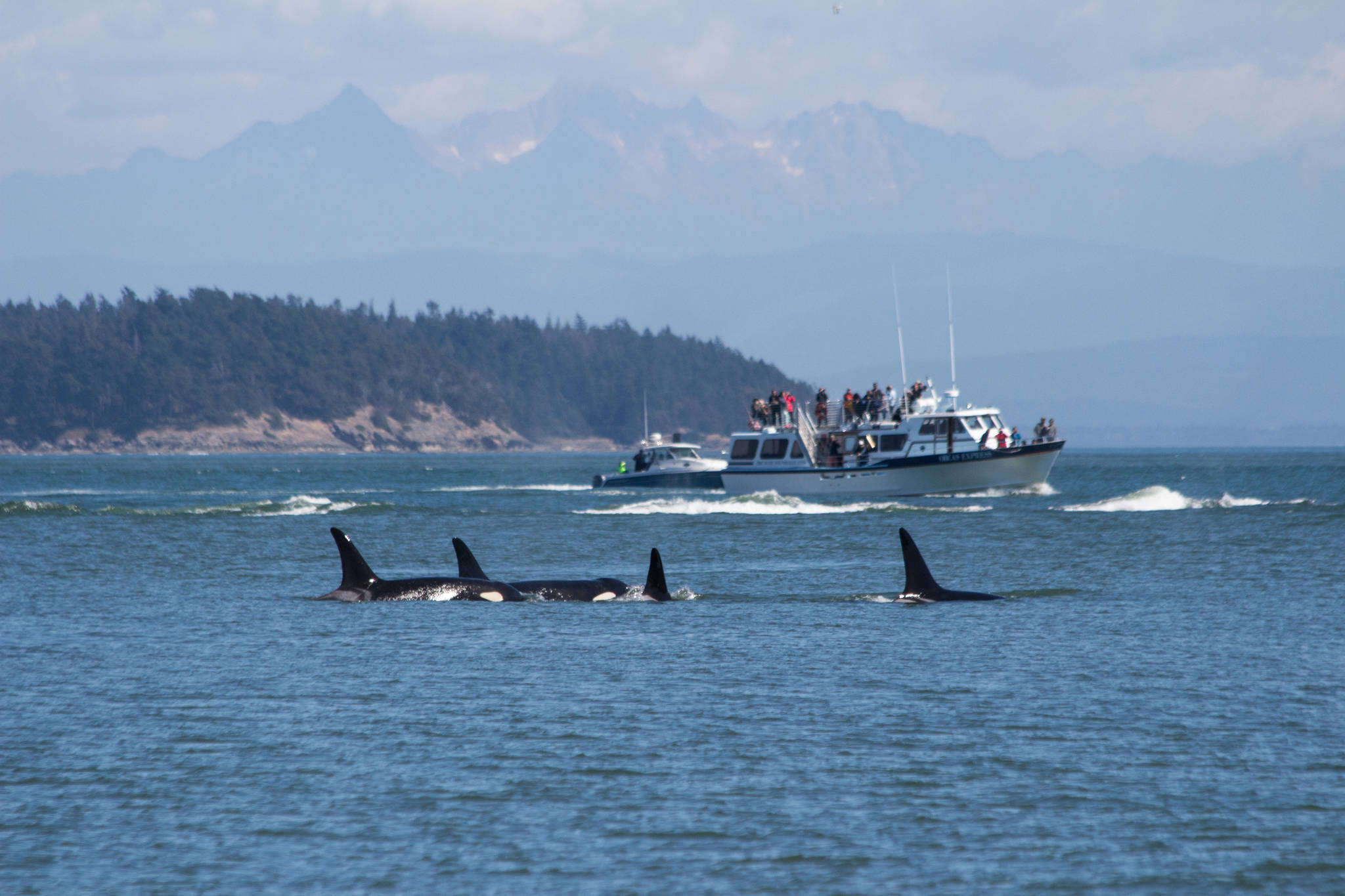 Whale watchers oppose distance initiative