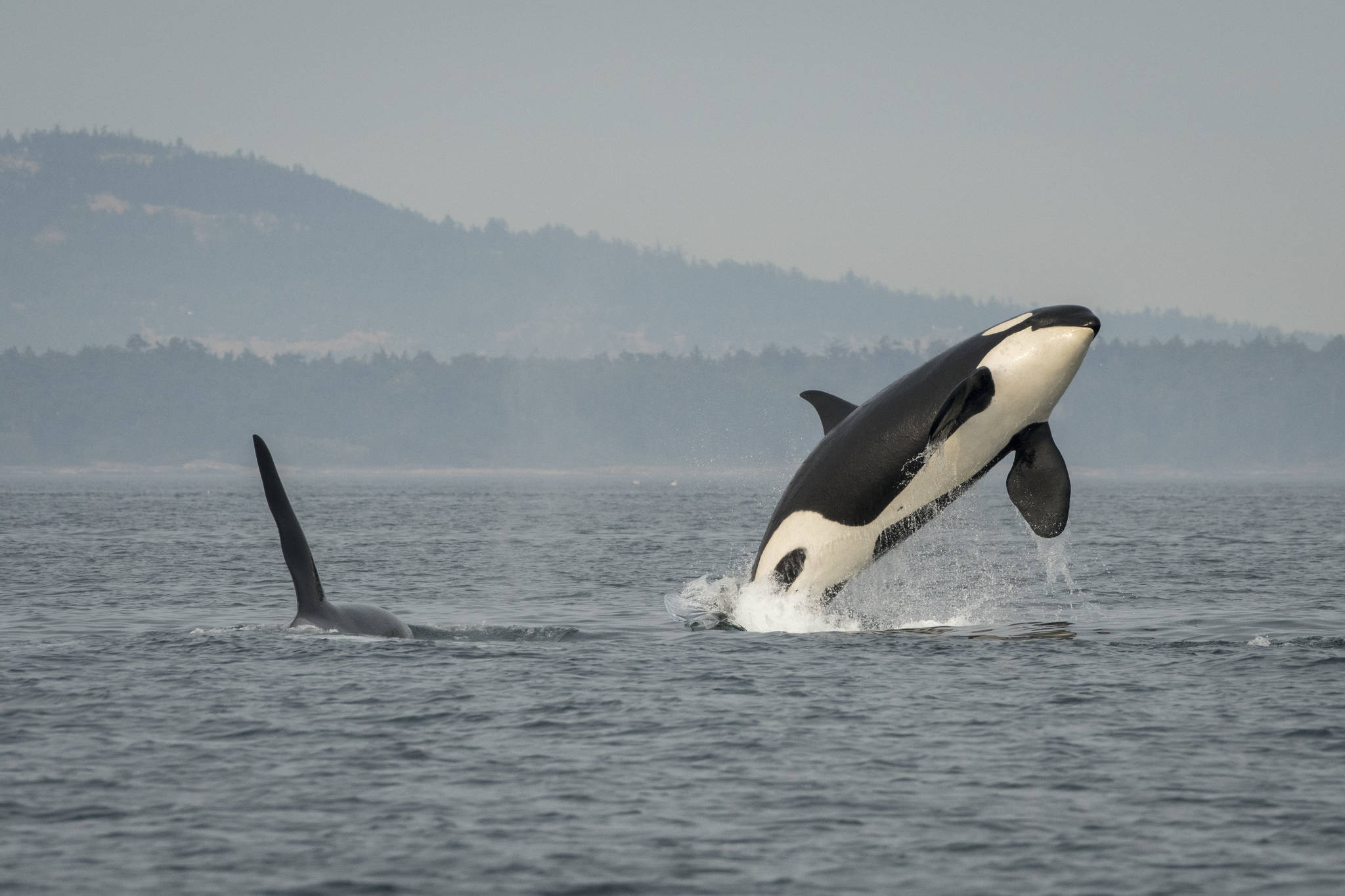 J26 (brother) with J16 (mother) breaching. (Photo: Katy Foster)