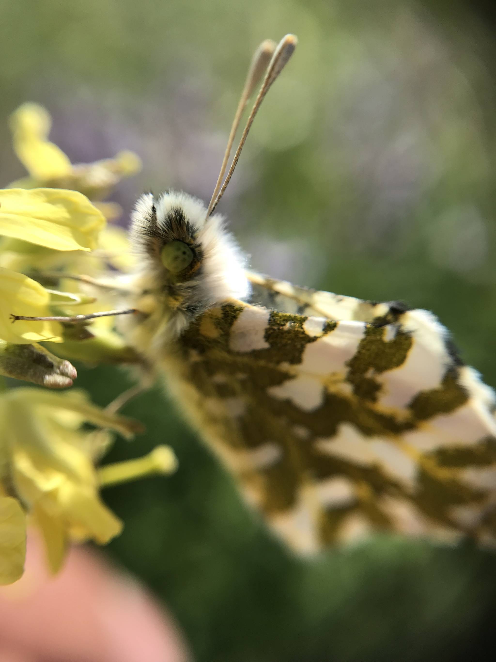 The rare butterfly The Journal of the San Juan Islands