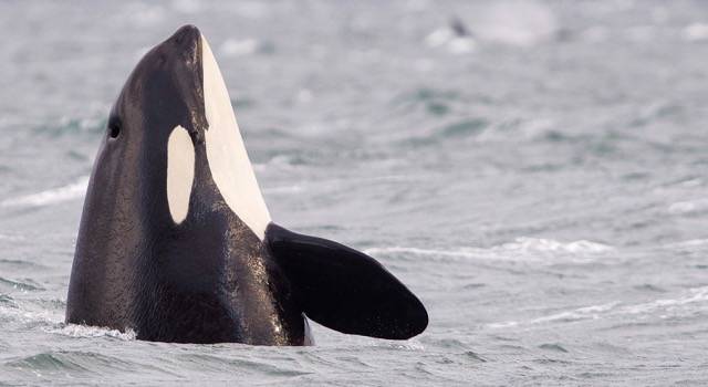Art museum presents “Deep Dive” an exhibit for the orcas