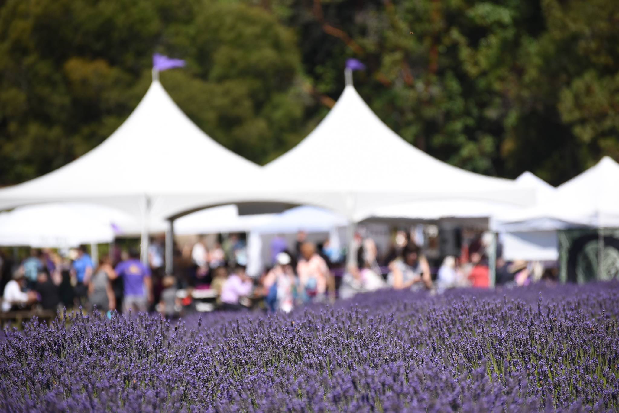 Tate Thomson/staff photos                                The 2019 Lavender Festival on July 20 and 21 was a sunny success.