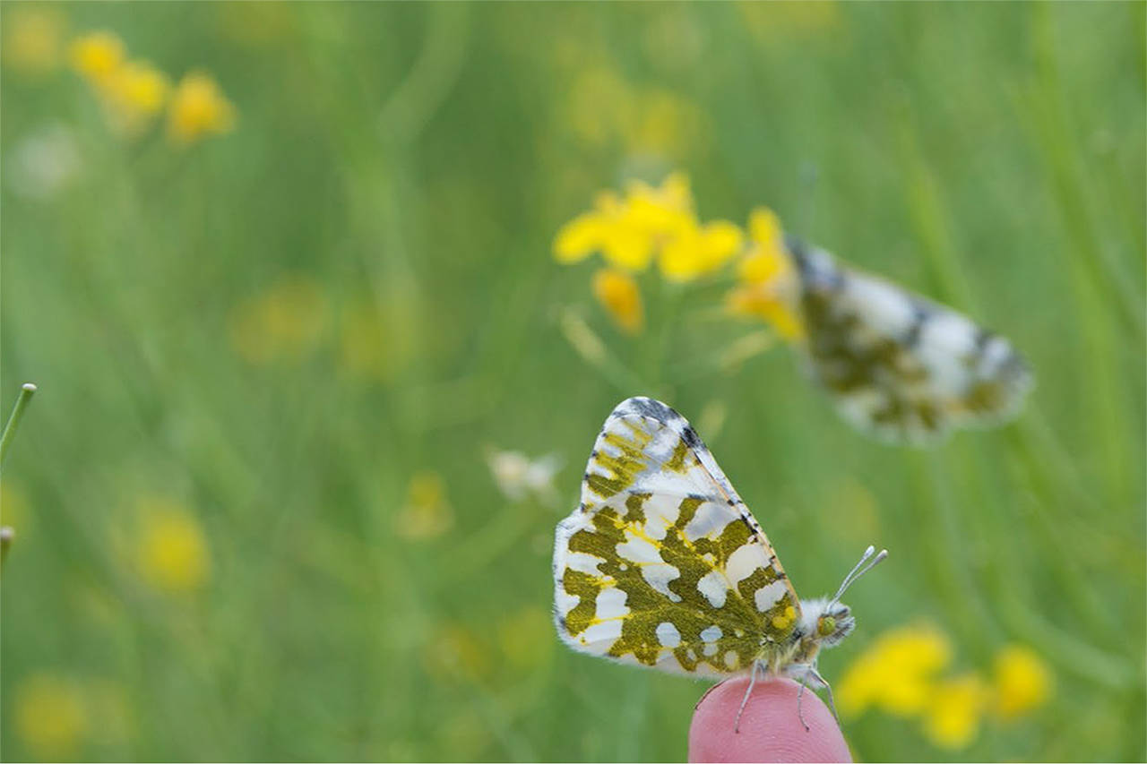 San Juan Island is the only place in the world that the Island Marble Butterfly is known to exist. (U.S. Fish and Wildlife Services/contributed photo)