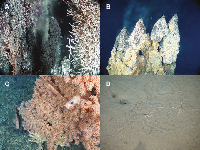 Deep-sea hard (A-C) and soft (D) substratum environments. (A) Hydrothermal vent tubeworms, Endeavour, Northeast Pacific; (B) Corals and fishes, East Diamante Volcano, Western Pacific; C) Deep-water coral and redfish, Northeast Channel canyon, Nova Scotia, Canada; (D) Muddy continental slope, Nova Scotia, Canada. (Photo credits: A. Metaxas/ropos.)