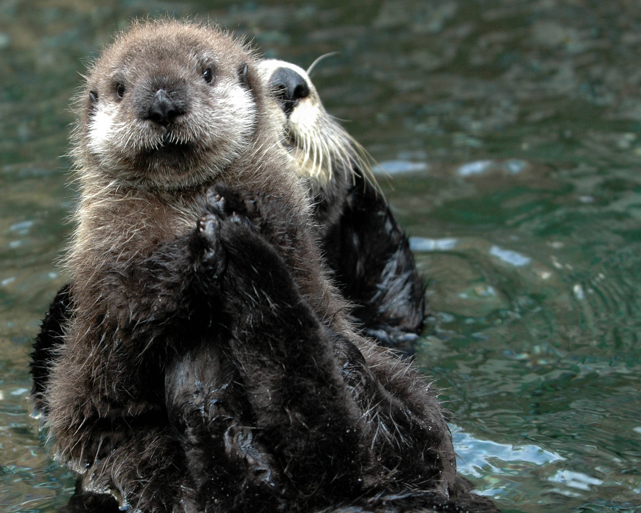 Can sea otters save the world