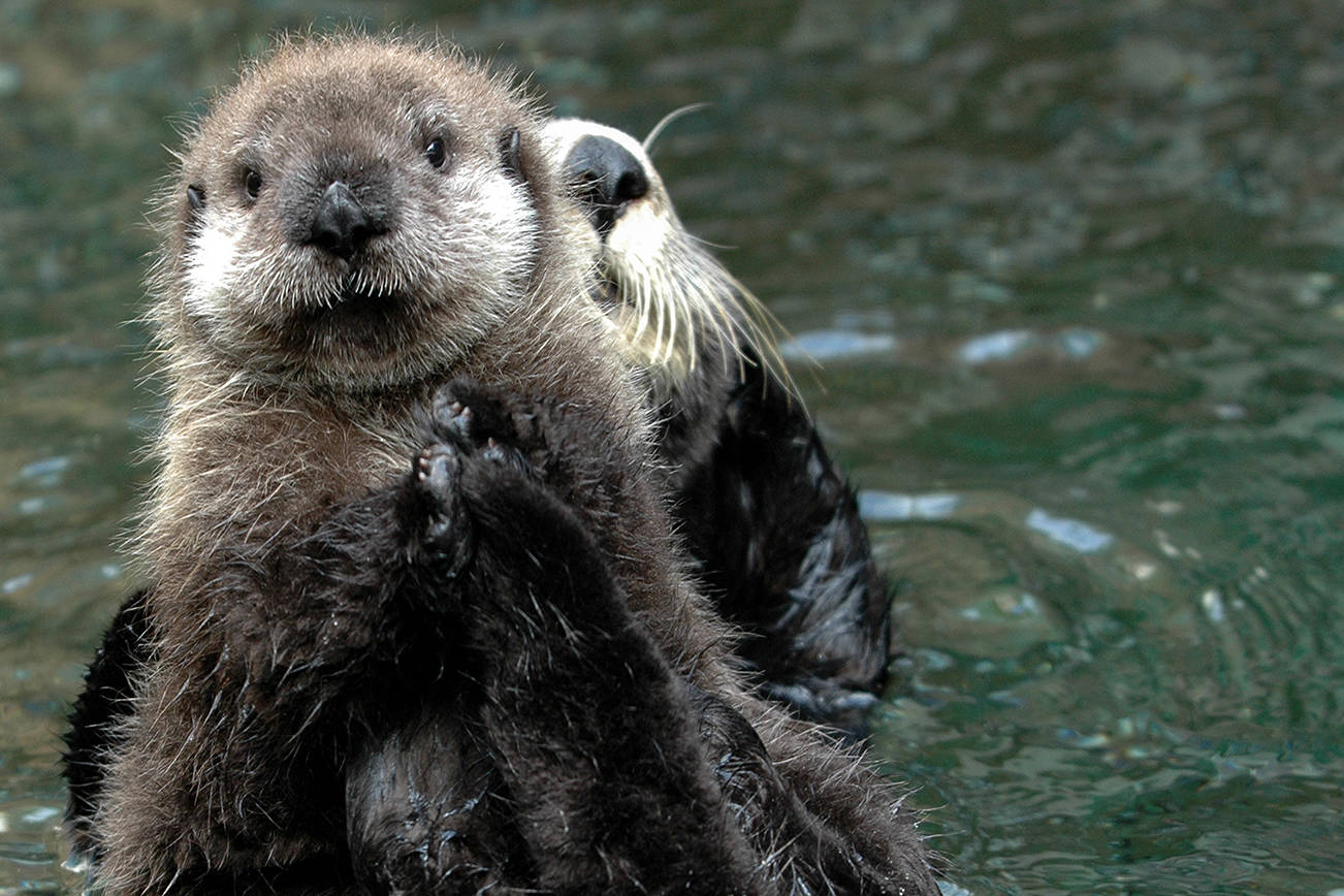 Can sea otters save the world | The Journal of the San Juan Islands