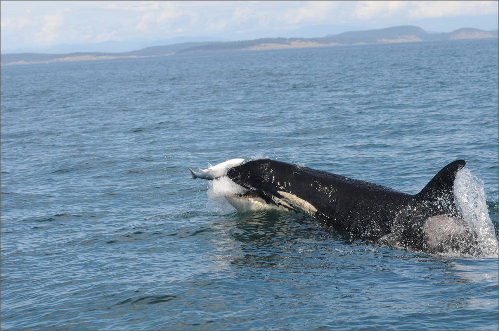 San Juan County studies potential protected foraging areas for Southern resident orcas