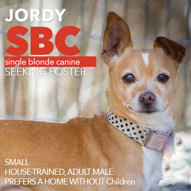 Contributed photo                                Jordy wearing his keen collar.