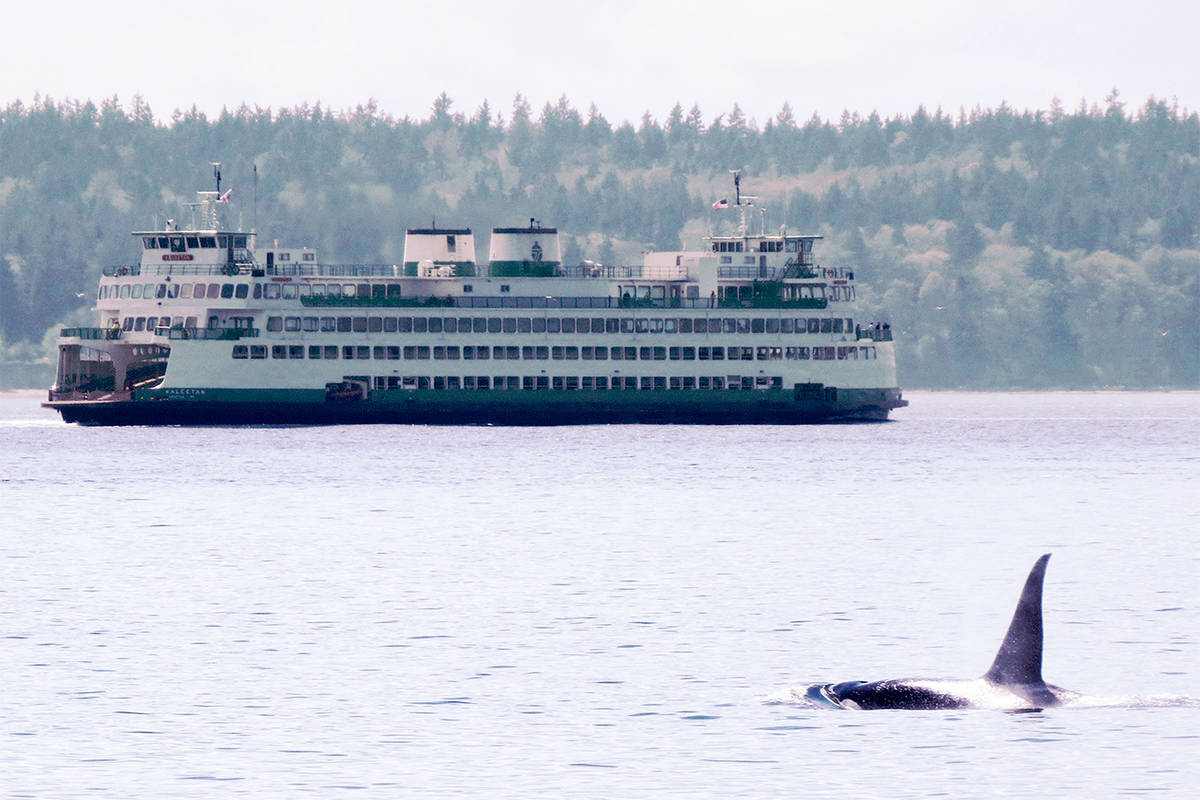 An orca breaches as a Washington state ferry passes close by. (Photo courtesy of WSF)