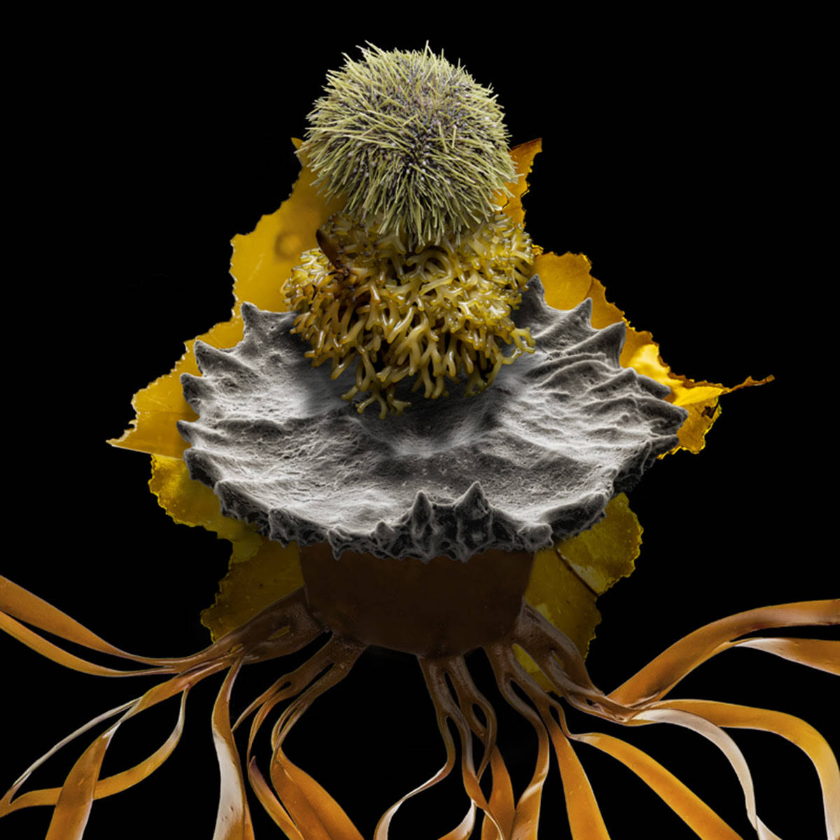 Urchin takes kelp. (Robert Dash/contributed photo)