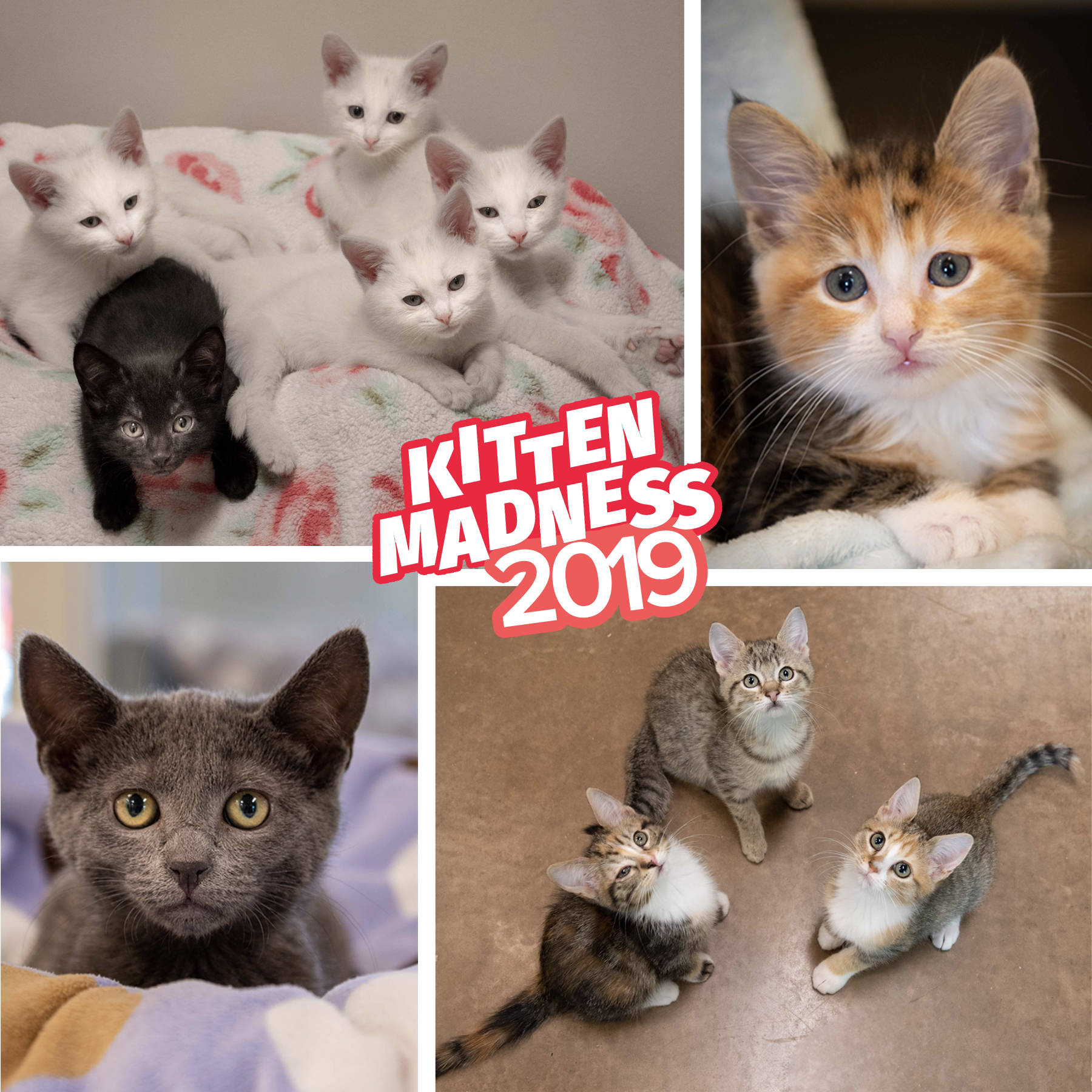 Kitten madness | Pet of the Week