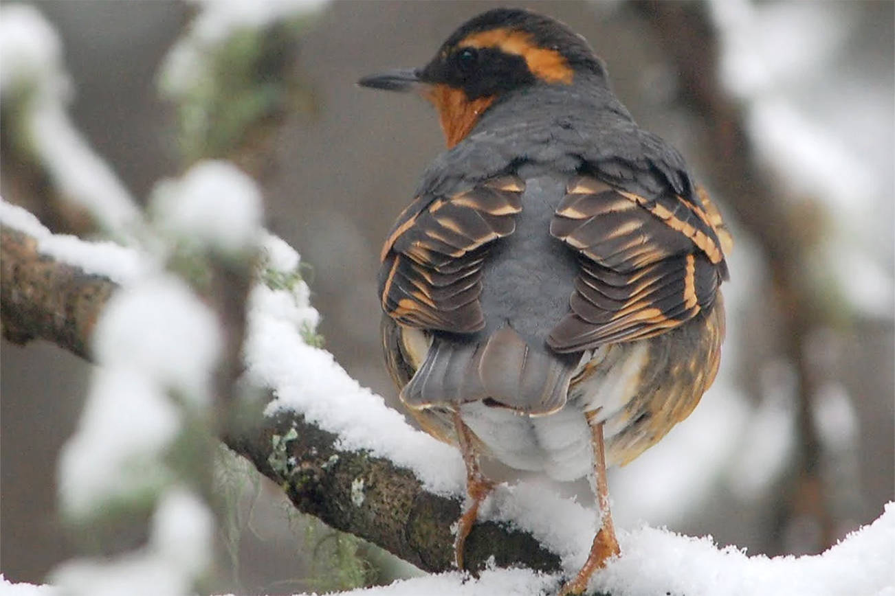 Winter Birding Workshop in the San Juans