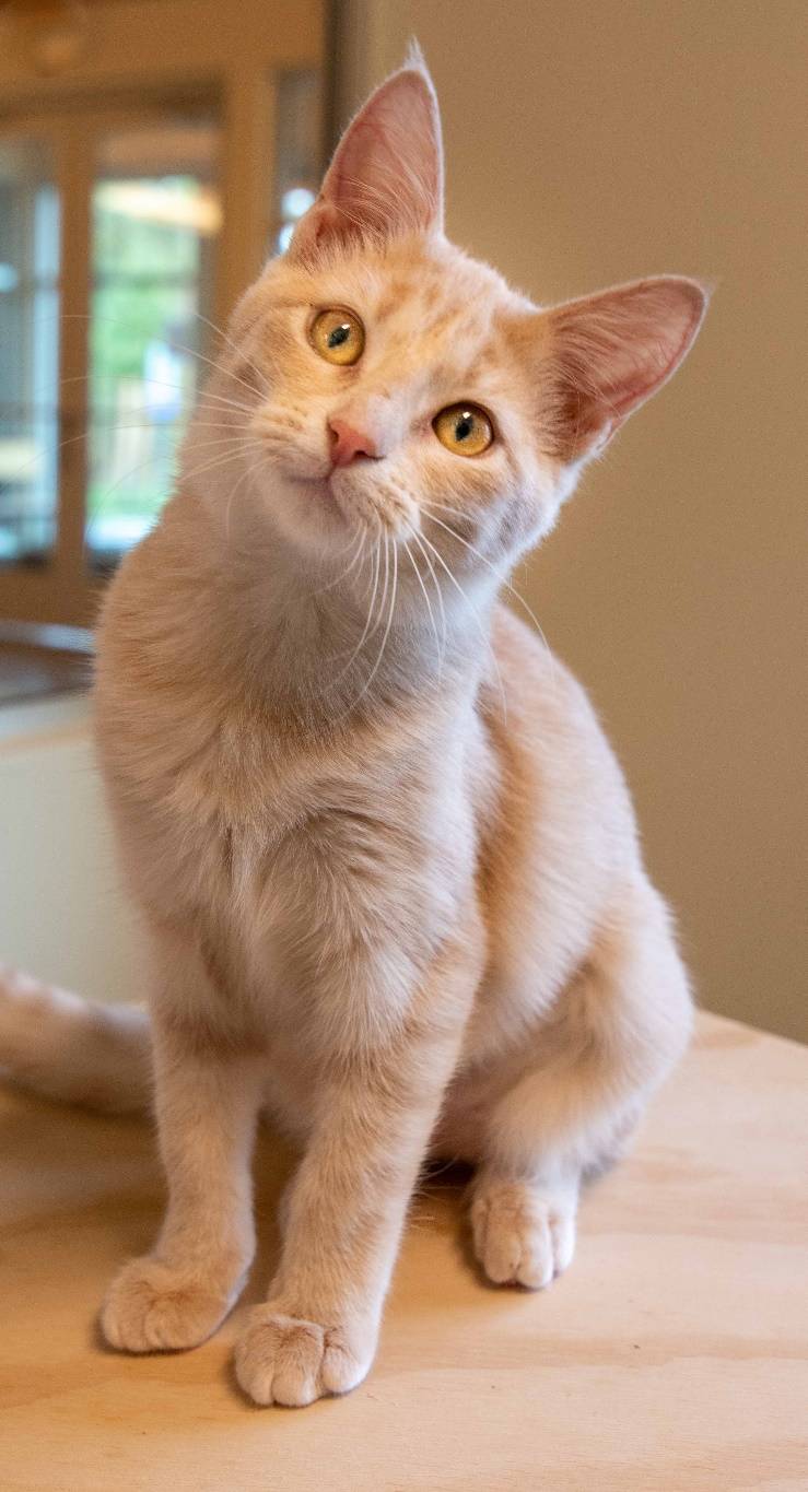 Marilyn | Pet of the Week