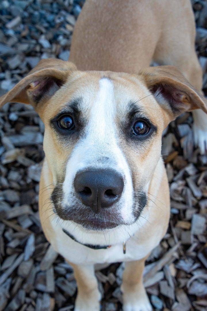 Moose | Pet of the week