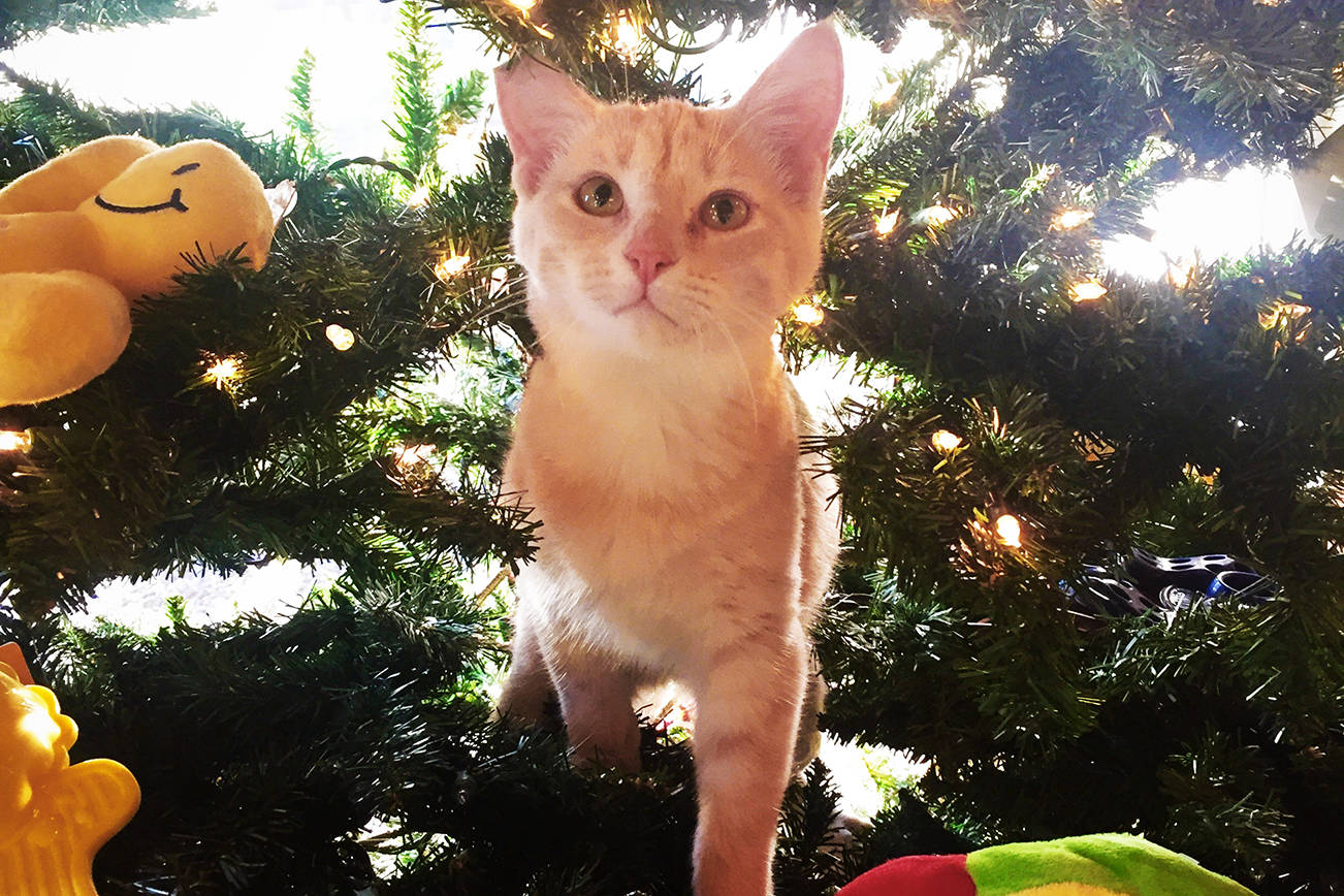 Thank you, island family, for making the holidays bright for APS-FH pets in waiting| Guest column