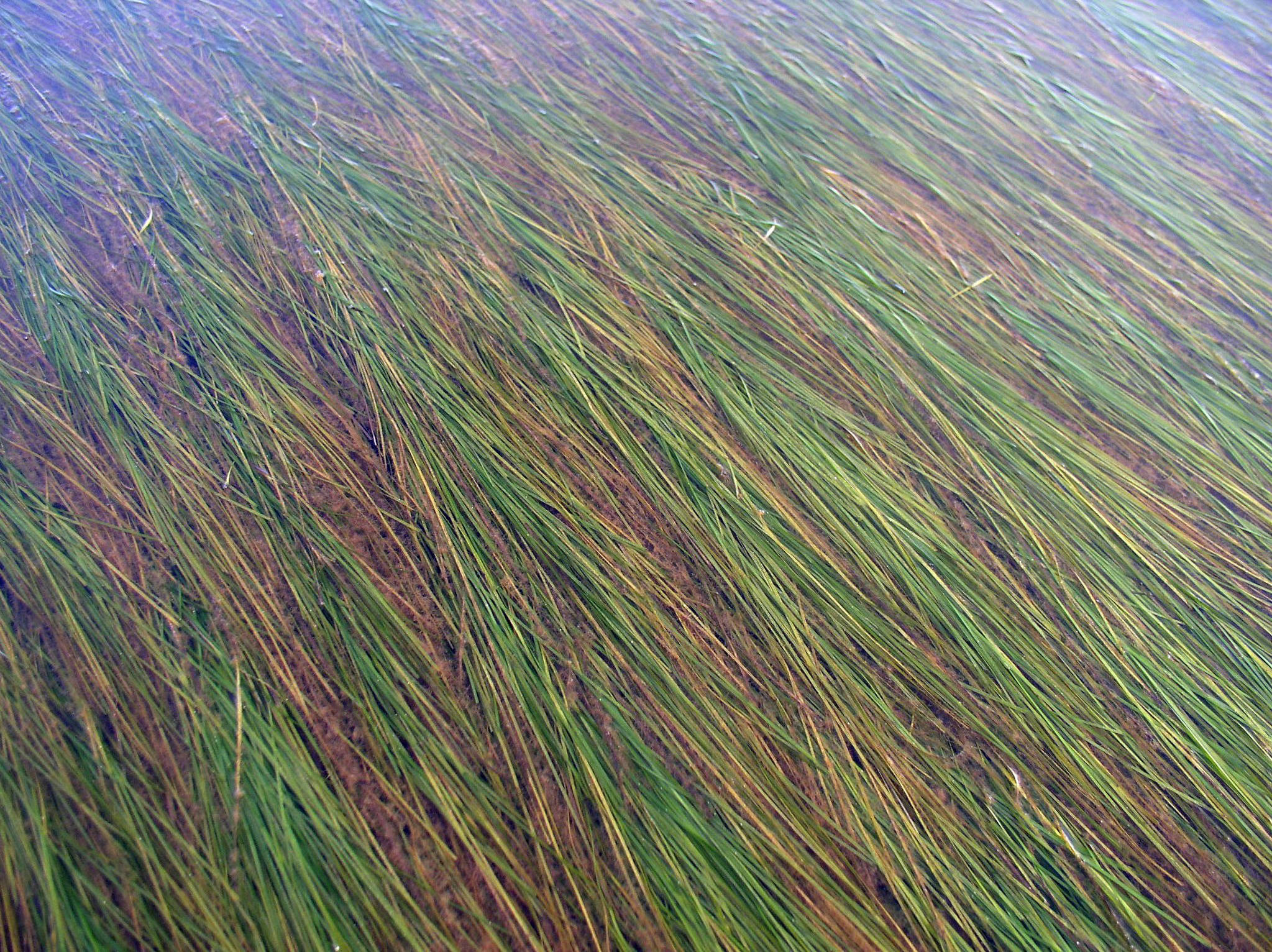 Eelgrass (Photo by Kristine Sowl, USFWS, Public Domain)