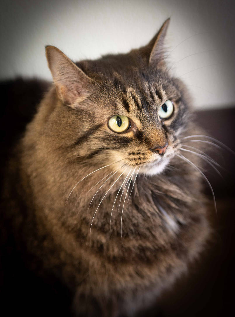 Daisy. (Contributed photo.)