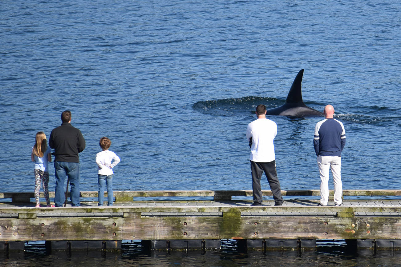 Puget Sound whale sightings in COVID-19 times