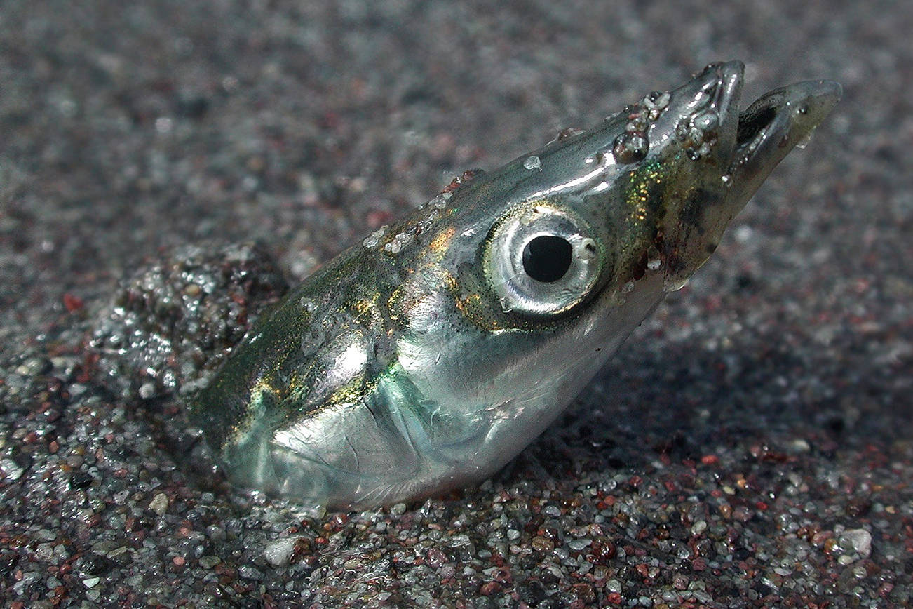 Pacific sand lance. (Mandy Lindeberg, NOAA/NMFS/AKFSC)