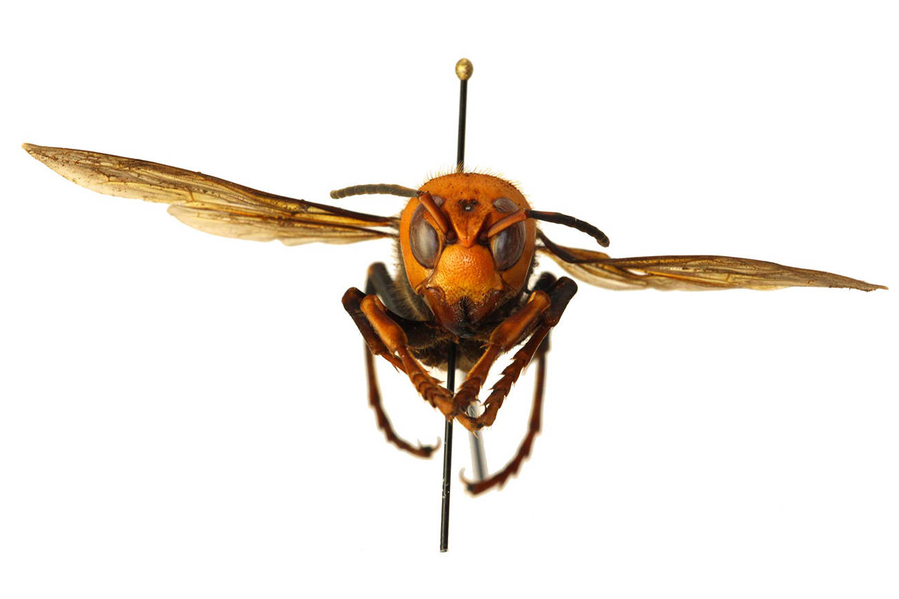 Asian giant hornet. (Washington State Department of Agriculture)