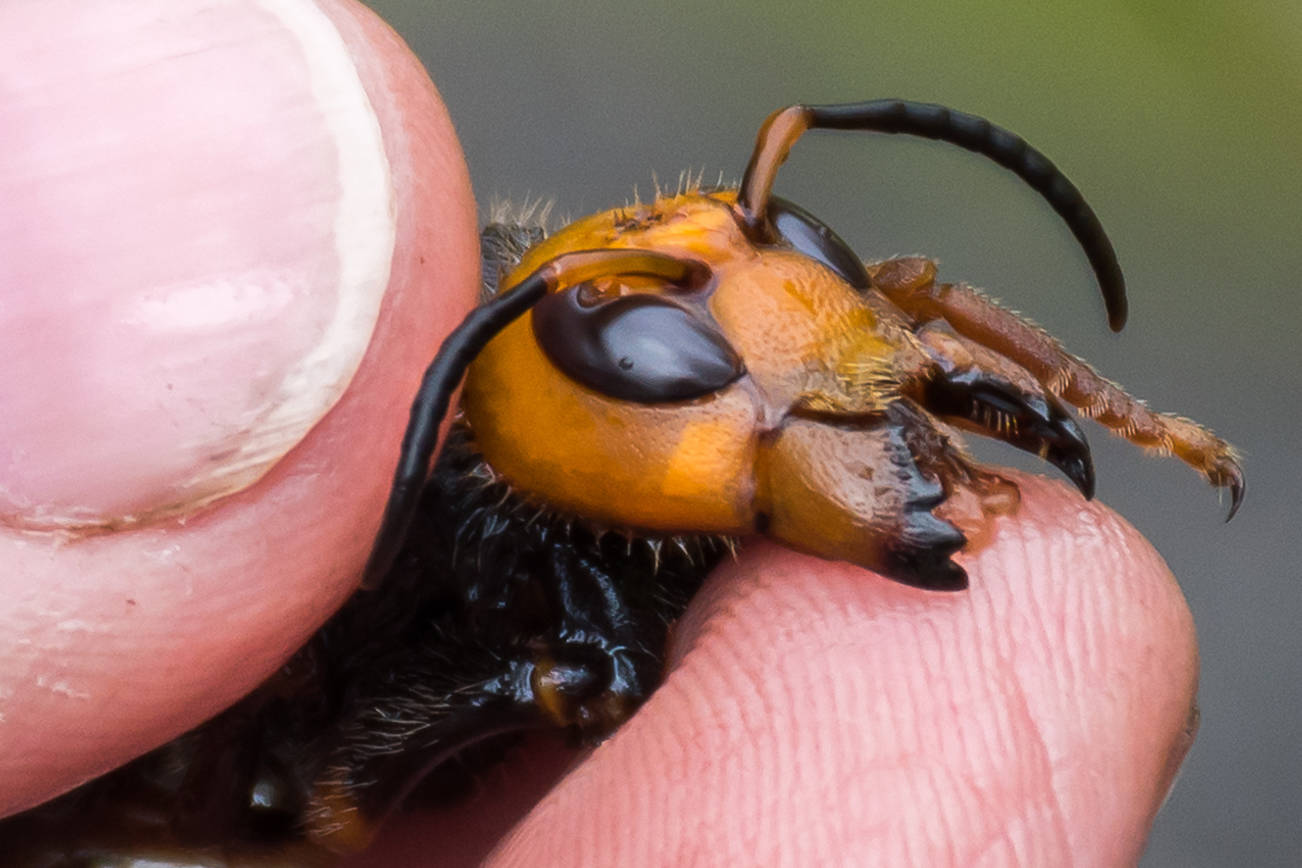 Asian Giant Hornet. (Washington State Department of Agriculture photo)