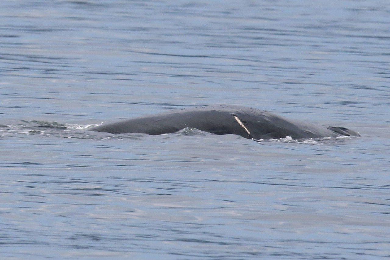 A humpback whale identified as Chip shows external injuries after he was struck by a Washington state ferry on Monday. (Bart Rulon)