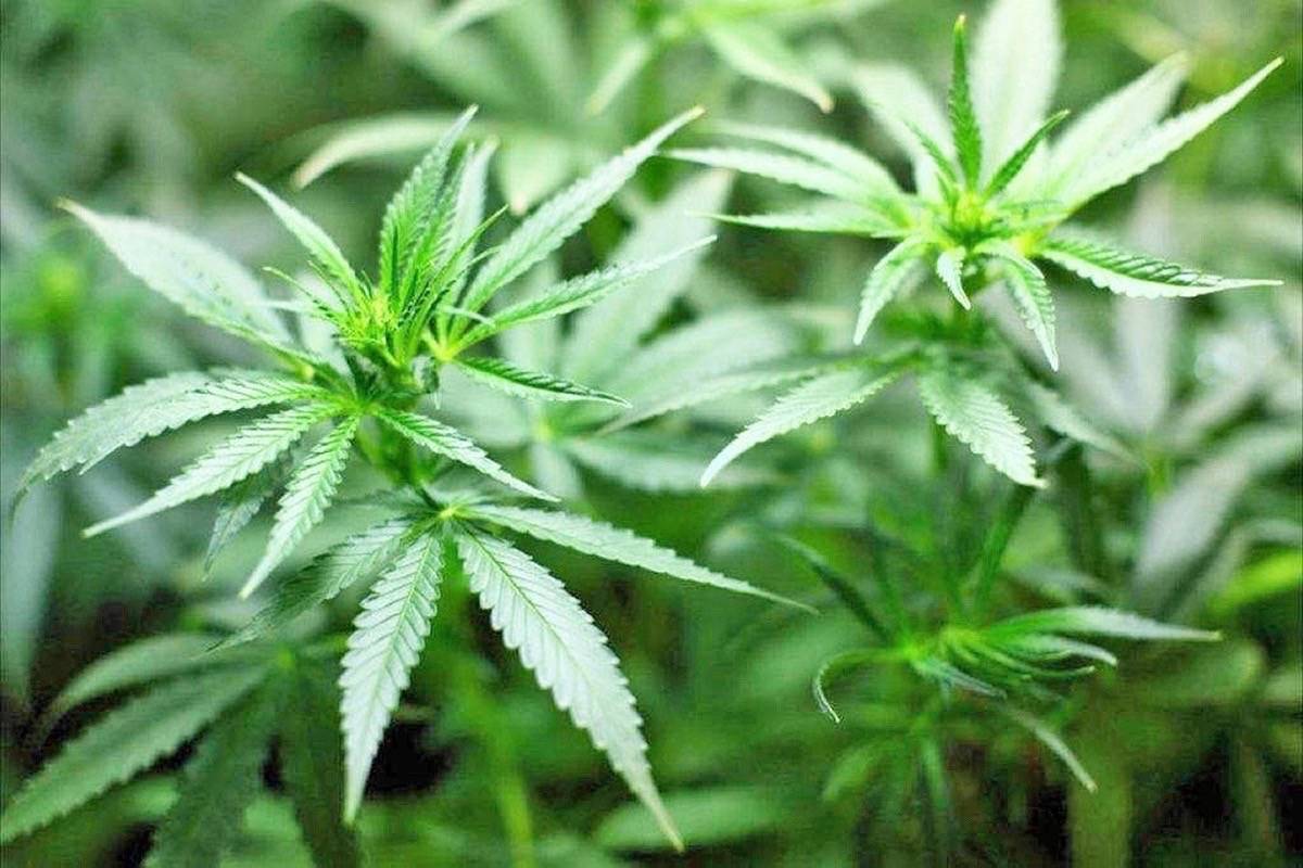 Planning commission approves marijuana draft ordinance
