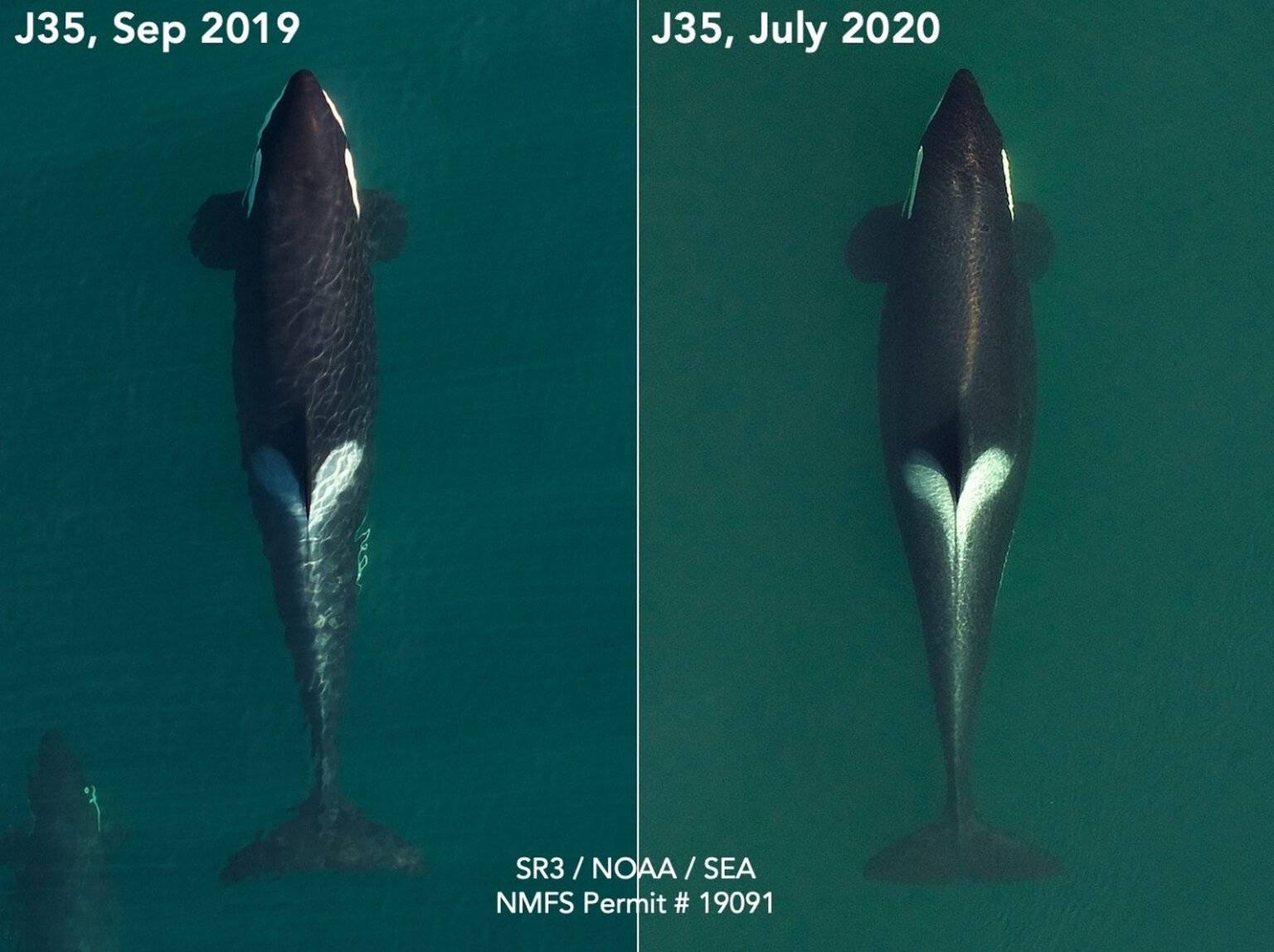 SR³ SeaLife Response, Rehab and Research (NMFS research permit 19091)/contributed photo                                Tahlequah, J35, is seen in two aerial photos from SR³. The wideness of her mid-section is evidence of her pregnancy, according to researchers.