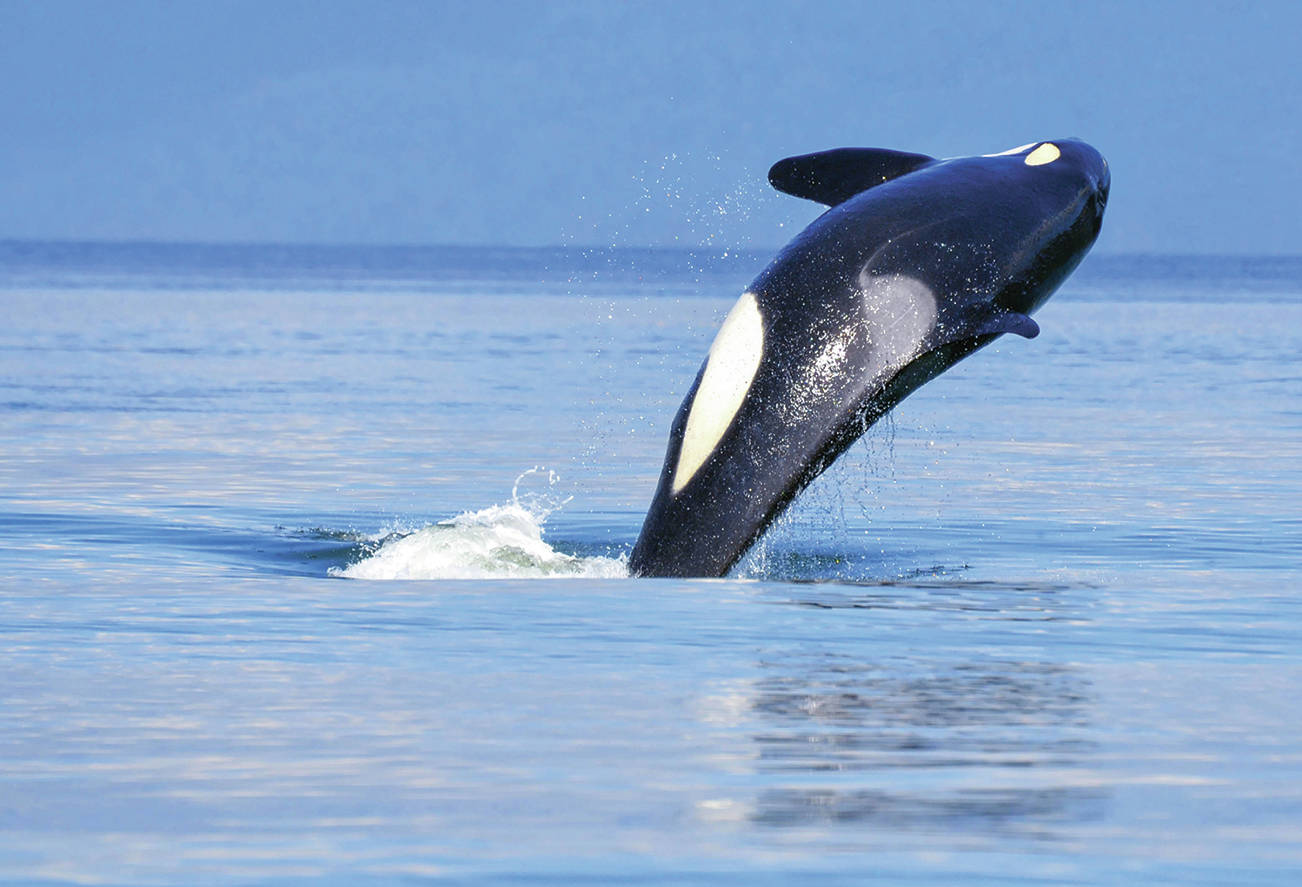 An orca breaches in the waters of the Salish Sea. (File photo)