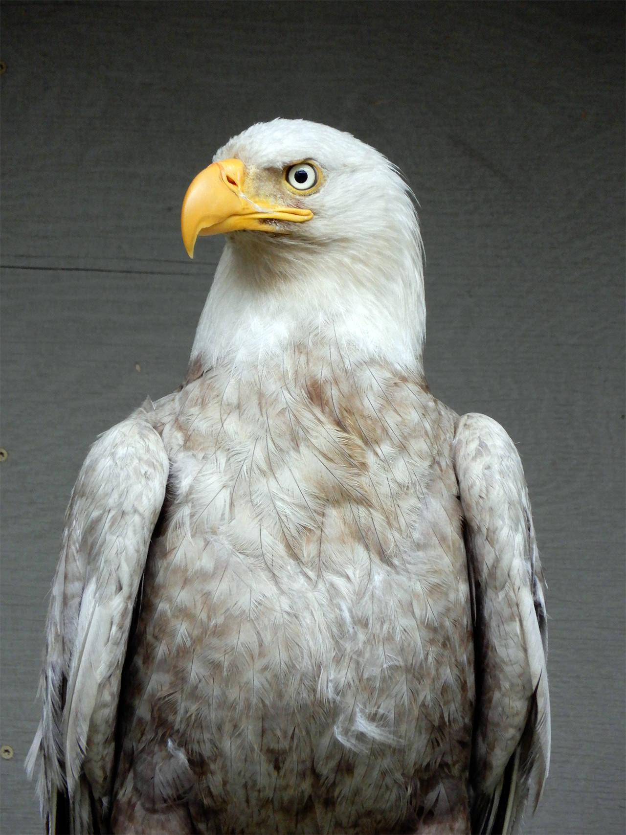 The rare leucistic bald eagle was treated by Wolf Hollow and released back into the wild. (Wolf Hollow/contributed photo)