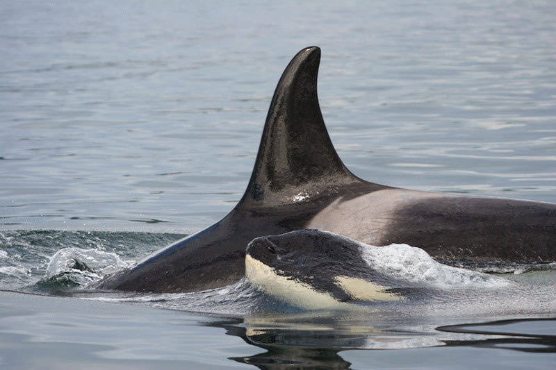 Southern resident orca with calf. (NOAA Fisheries)