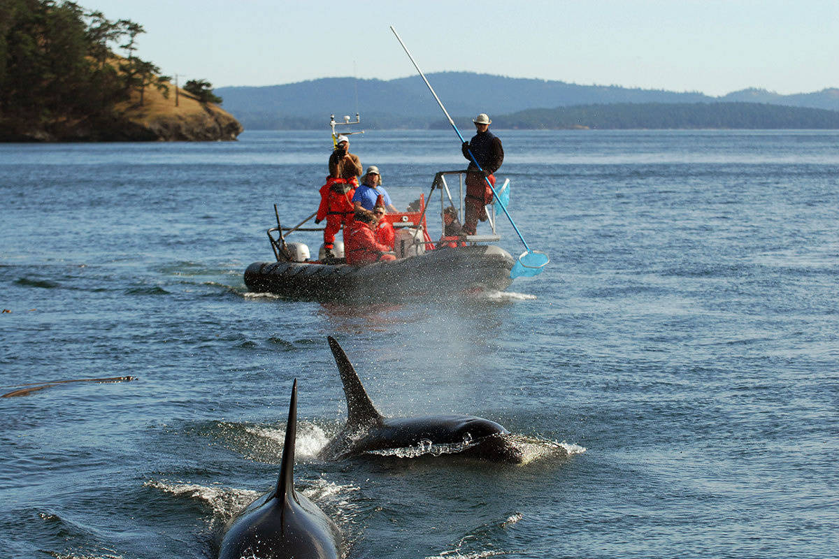 NWFSC/contributed photo                                NOAA researchers collecting fecal samples. Photo taken under federal research permit.