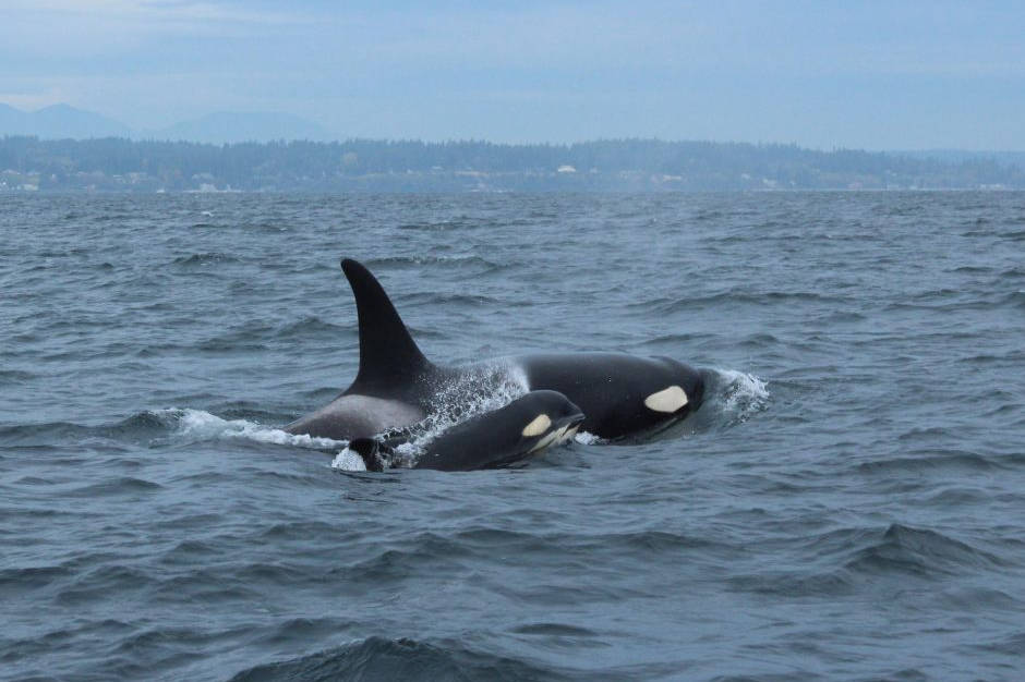 Commercial and recreational boaters asked to“Take The Pledge” to protect pregnant orcas