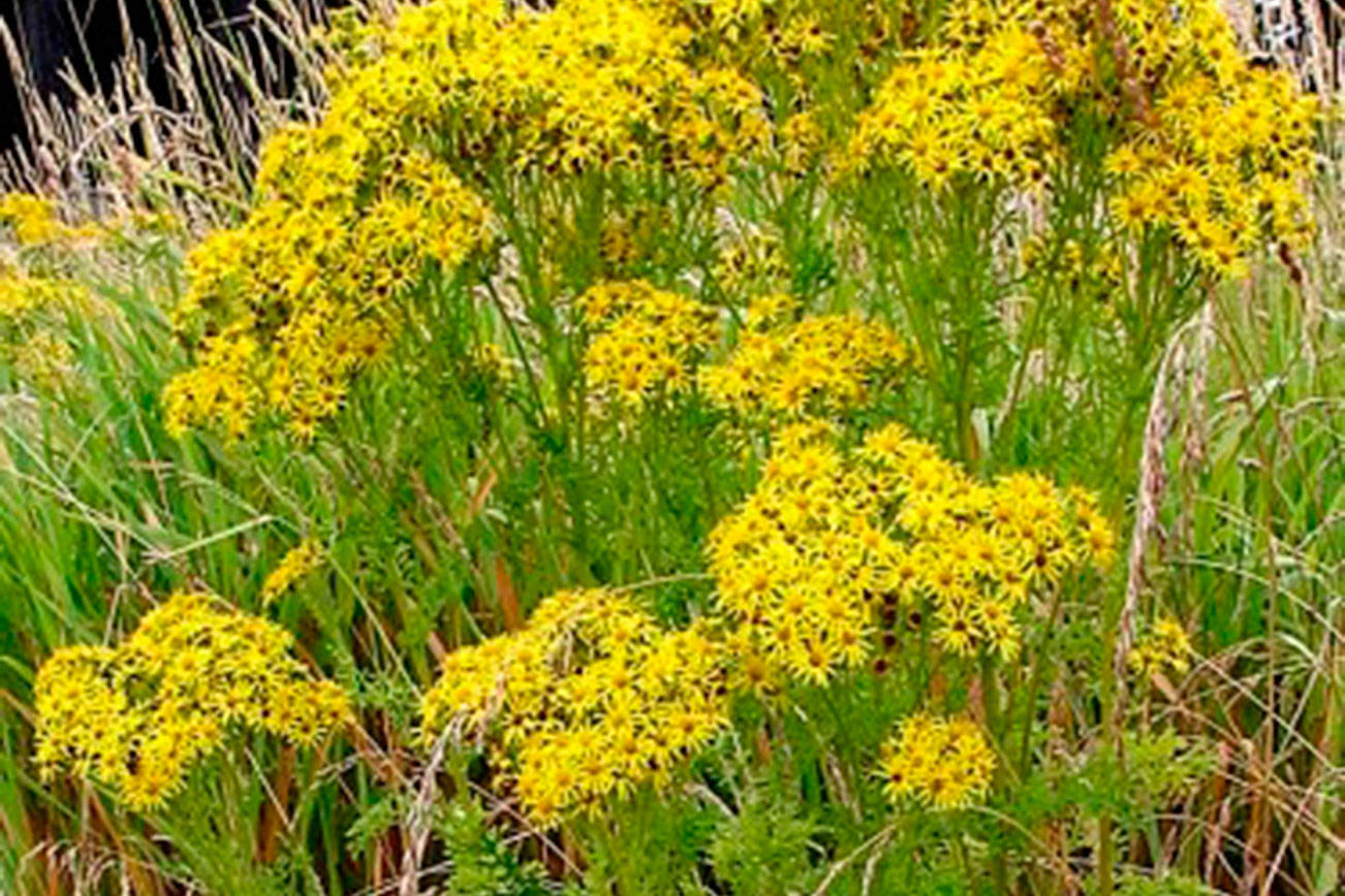 Noxious weed disposal fund ends early