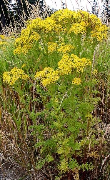 Noxious weed disposal fund ends early
