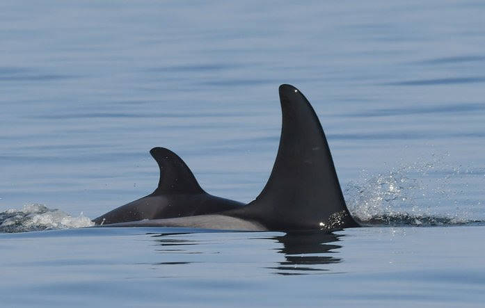 New calf, J57, with mom, J35 (Katie Jones/ Contributed photo Center for Whale Research. Permit #21238.)