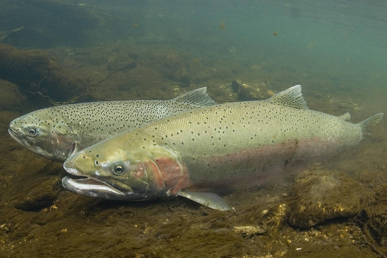 NOAA Fisheries photo                                Steelhead.