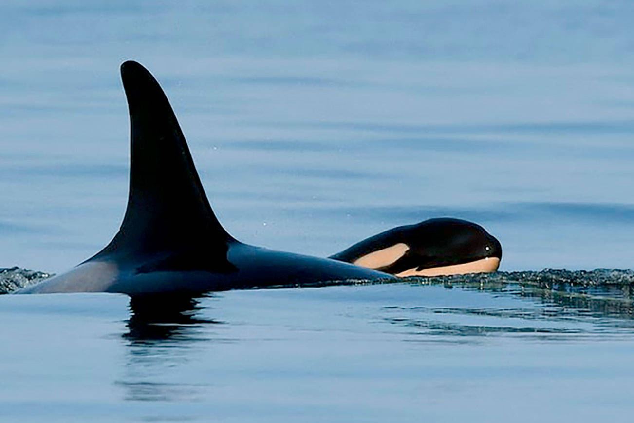 The orca Tahlequah and her new calf, designated J57. (Katie Jones / Center for Whale Research) 20200905