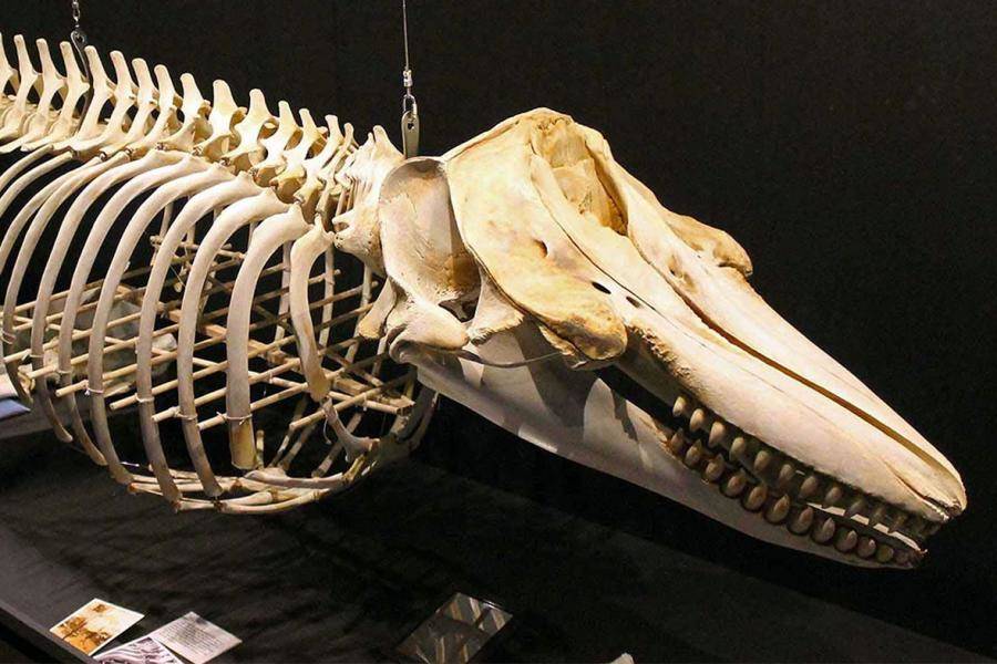 The Whale Museum seeks donations