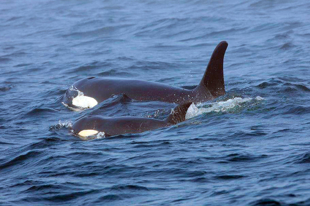 Brian Gisborne, Fisheries and Oceans Canada/Contributed photo
In this Aug. 7, 2018 photo, Southern Resident killer whale J50 and her mother, J16, swim off the west coast of Vancouver Island near Port Renfrew, British Columbia.