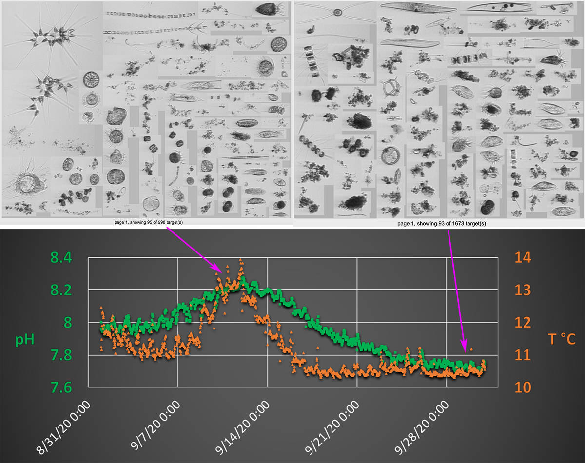 Friday Harbor Labs/Contributed photo
The co-location of both ocean chemistry and detailed snapshots of microplankton communities enables researchers to investigate the impacts of ocean change (OA, hypoxia and warming). Arrows point to corresponding pH (green squares) and temperature (orange triangles) conditions in September 2020. The IFCB takes ~1,000-2,000 photos per 5 mL every 20 minutes, or ~100,000 images per day!