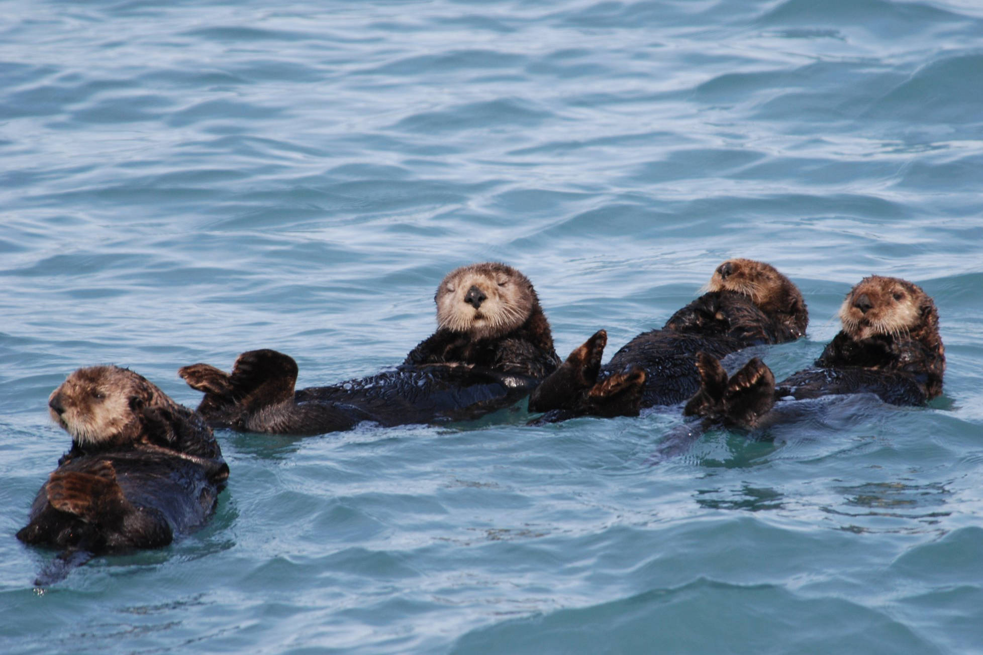 Tide Bite: Sea otter disturbance | The Journal of the San Juan Islands