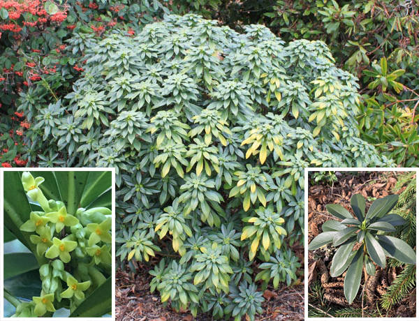 A variety of spurge laurel photos to help identify the noxious plant. (Washington State Noxious Weed Control Board/Contributed photos)