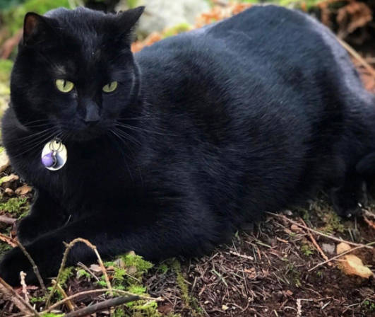 Paul and Helen Huber photo
A sleek and handsome Otto, five days after his rescue.