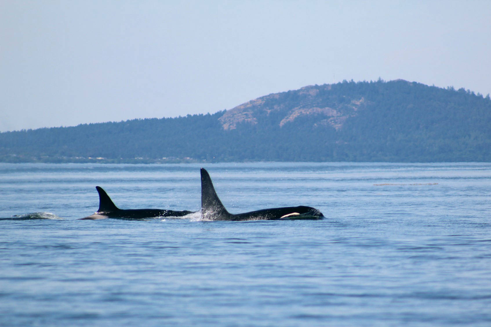 Taylor Shedd/contributed photo