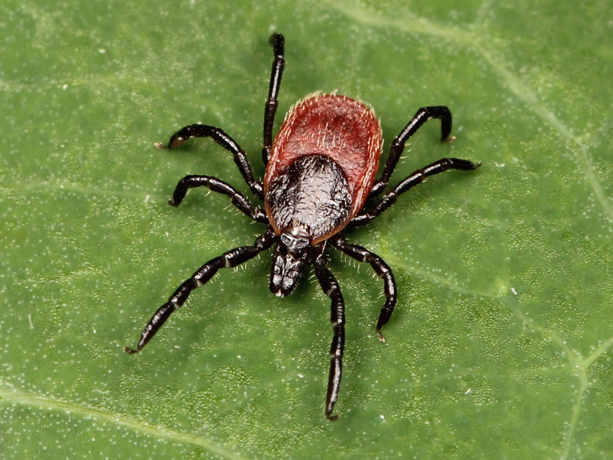 Contributed photo
Ixodes pacificus.