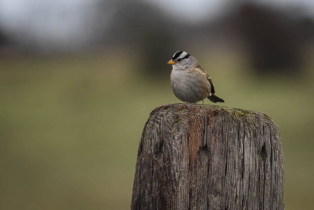 White-Crowned Sparrow. (Tim Dustrude/contributed photo)