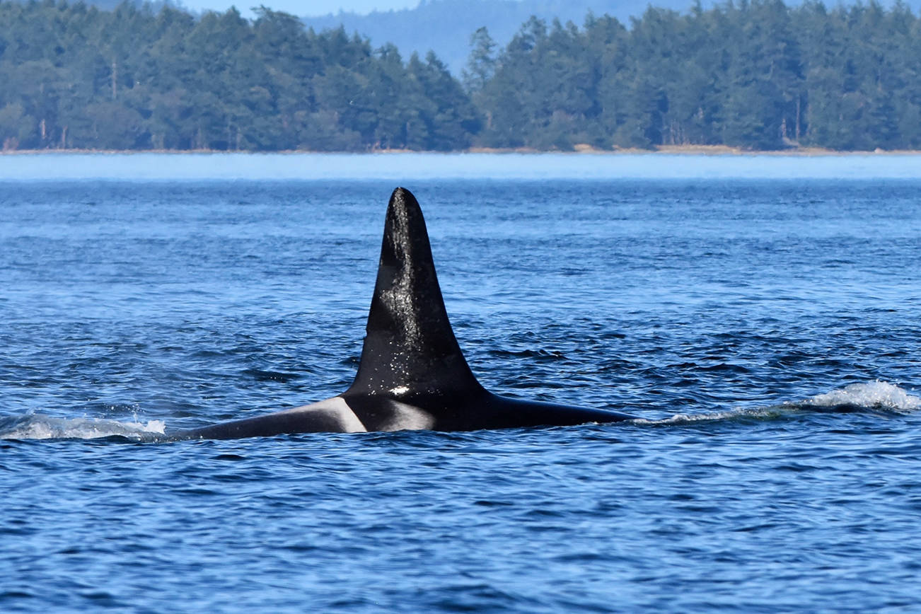 K21 Cappuccino in July 2020 during one of his last visits to the Salish Sea. (Monika Wieland Shields/ Orca Behavior Institute photo)