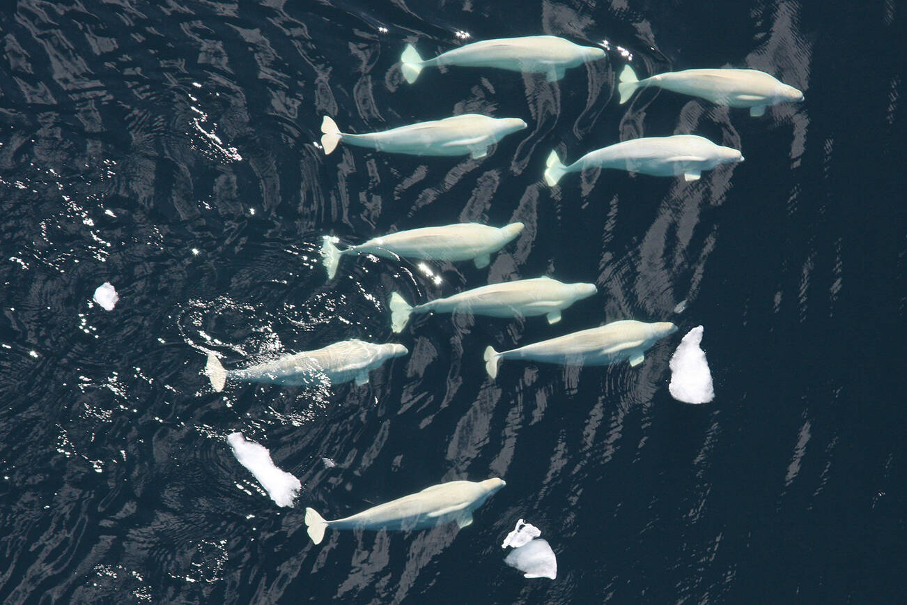 A pod of beluga whales in the pacific ocean. (NOAA/NMFS/National Marine Mammal Laboratory photo)