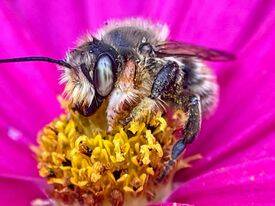 Photo courtesy of Cynthia Brast
Leafcutter Bee Megachile.